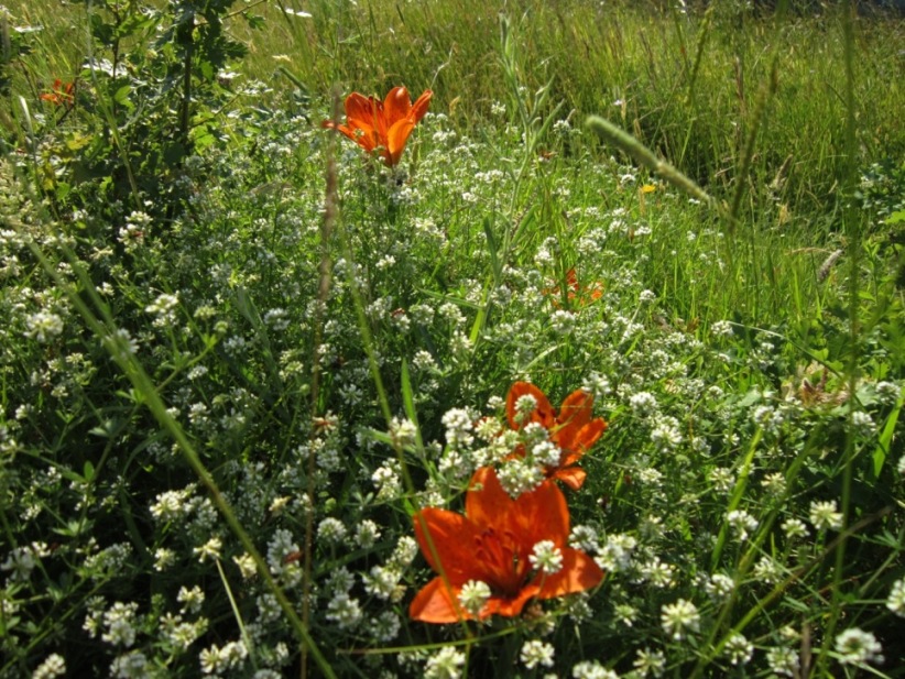 di nuovo sui gigli rossi....Lilium bulbiferum